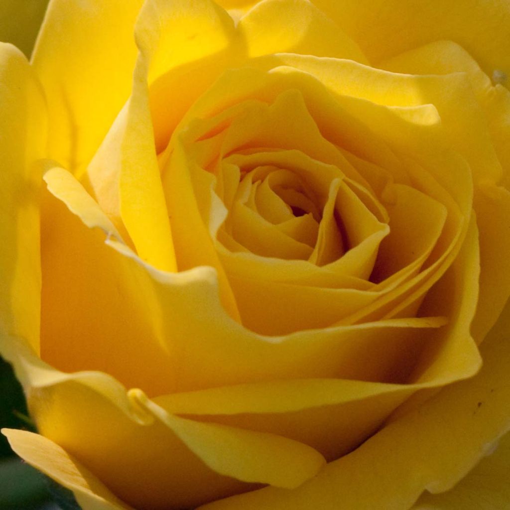 Rosa x floribunda 'Friesia' - Shrub Rose