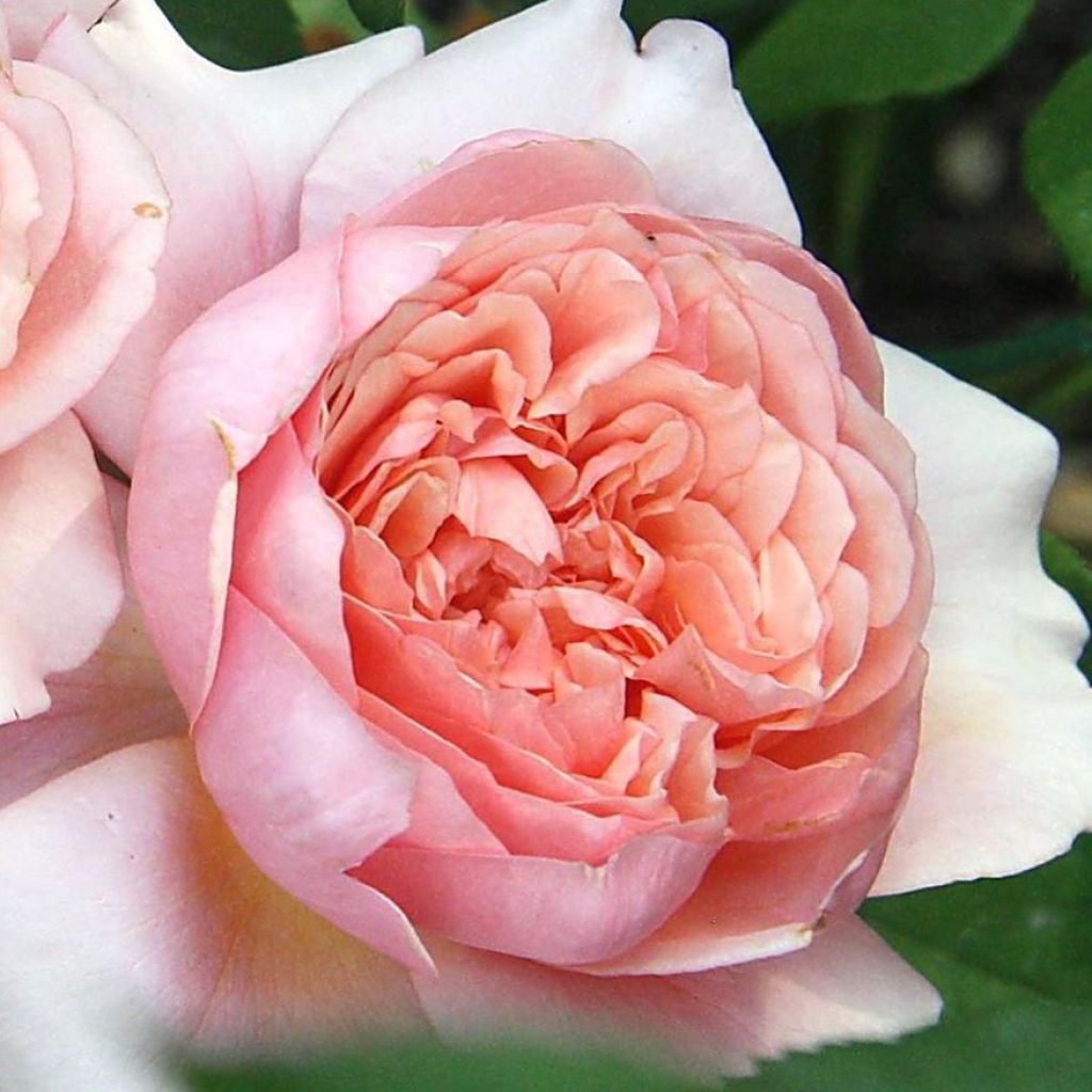 Rosa Generosa - 'Festival des Jardins de Chaumont' - Shrub Rose