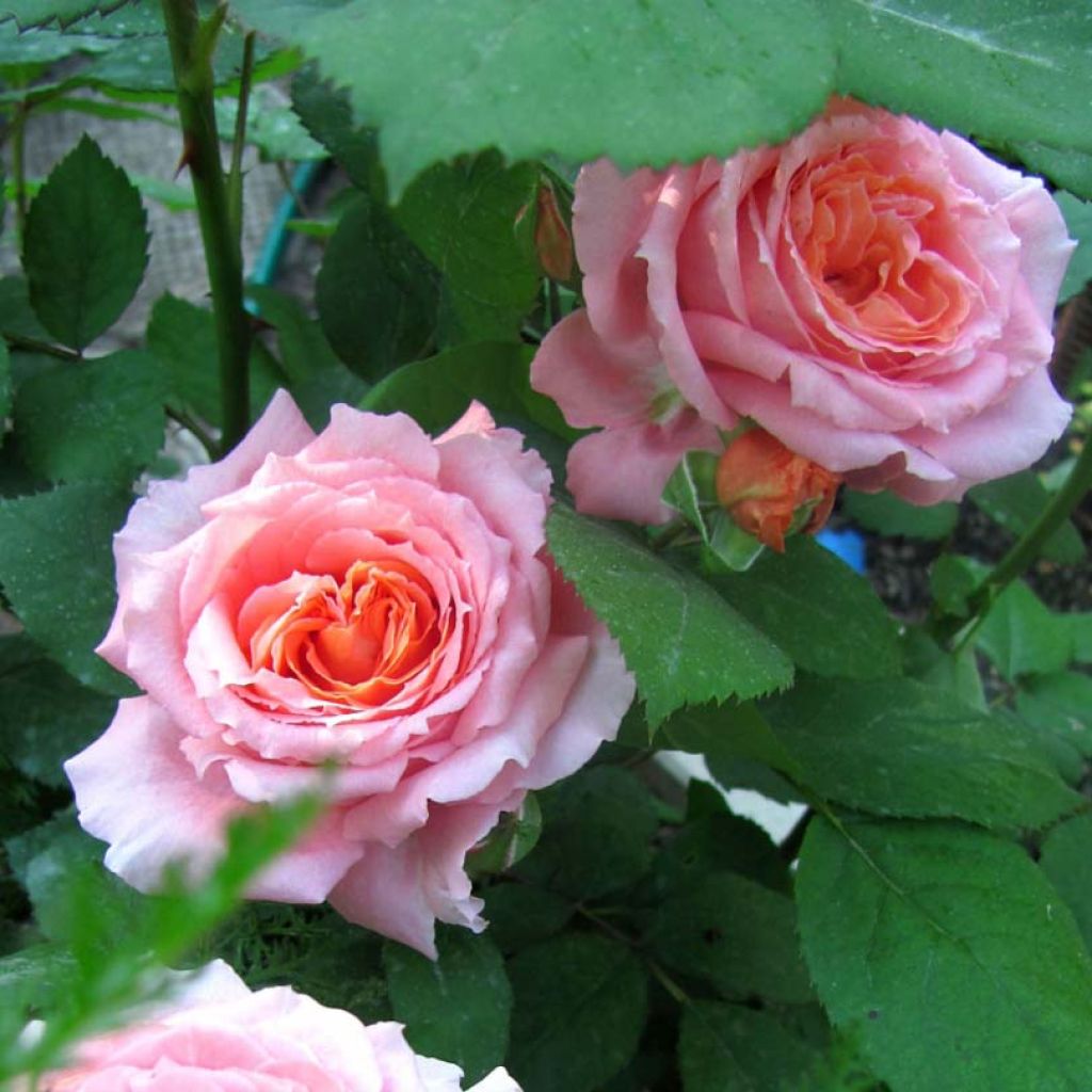 Rosa Generosa - 'Institut Lumière' 