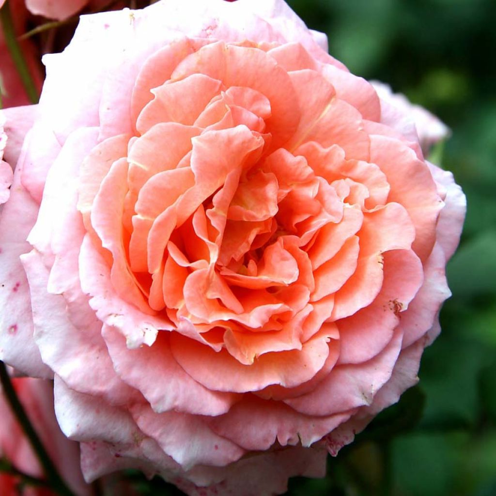 Rosa Generosa - 'Institut Lumière' 
