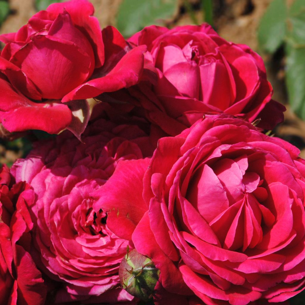 Rosa Generosa 'Michel Jonasz' Shrub Rose