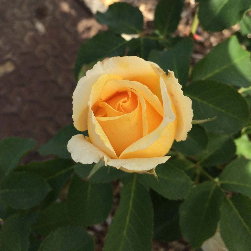 Rosa Generosa - 'Odile Masquelier' - Shrub Rose