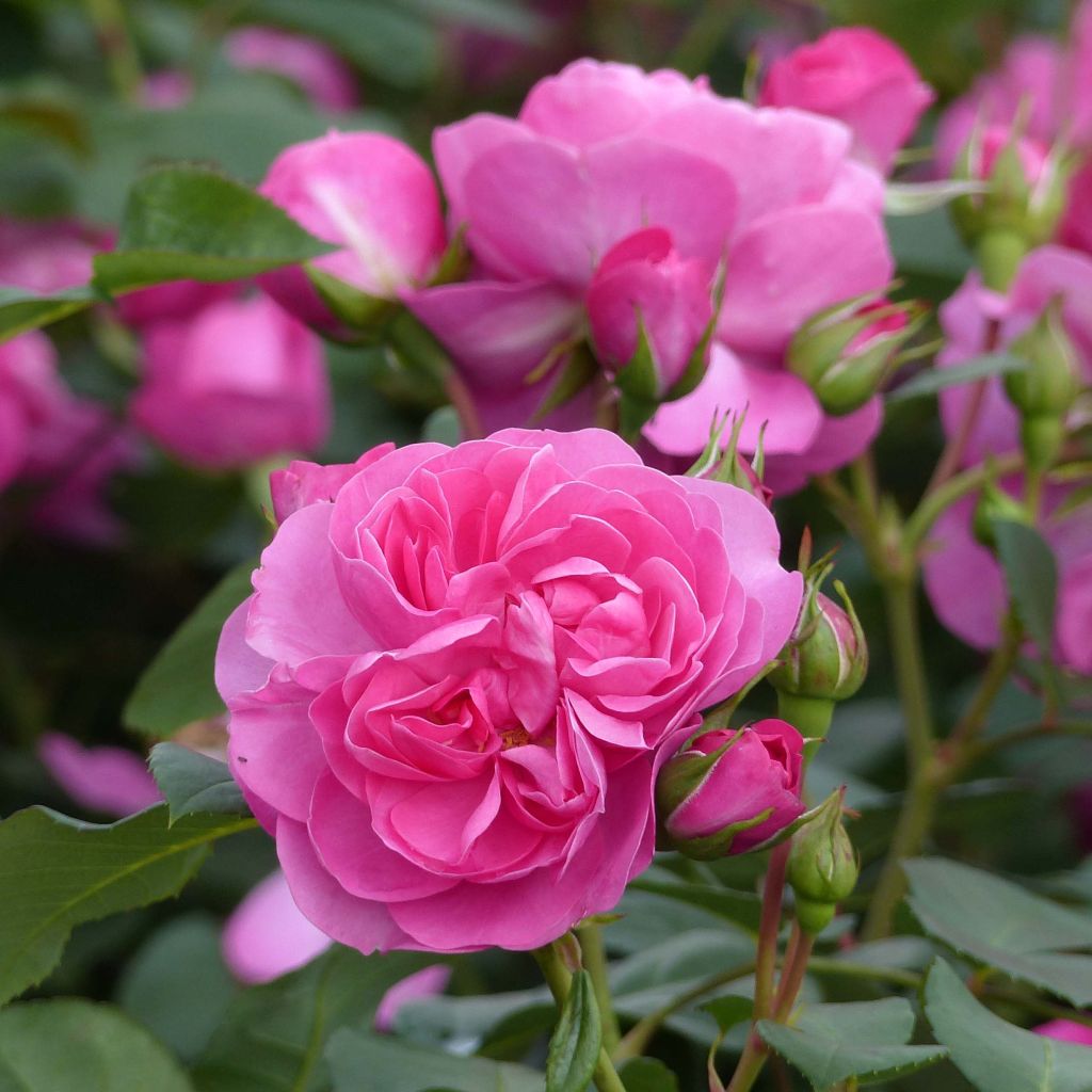 Rosa 'Allegro' - Climbing Rose