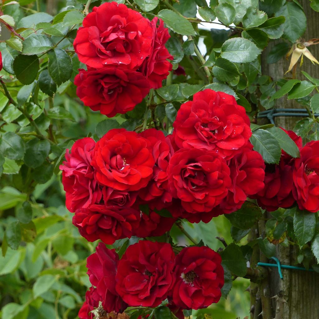 Rosa 'Amadeus' - Climbing Rose