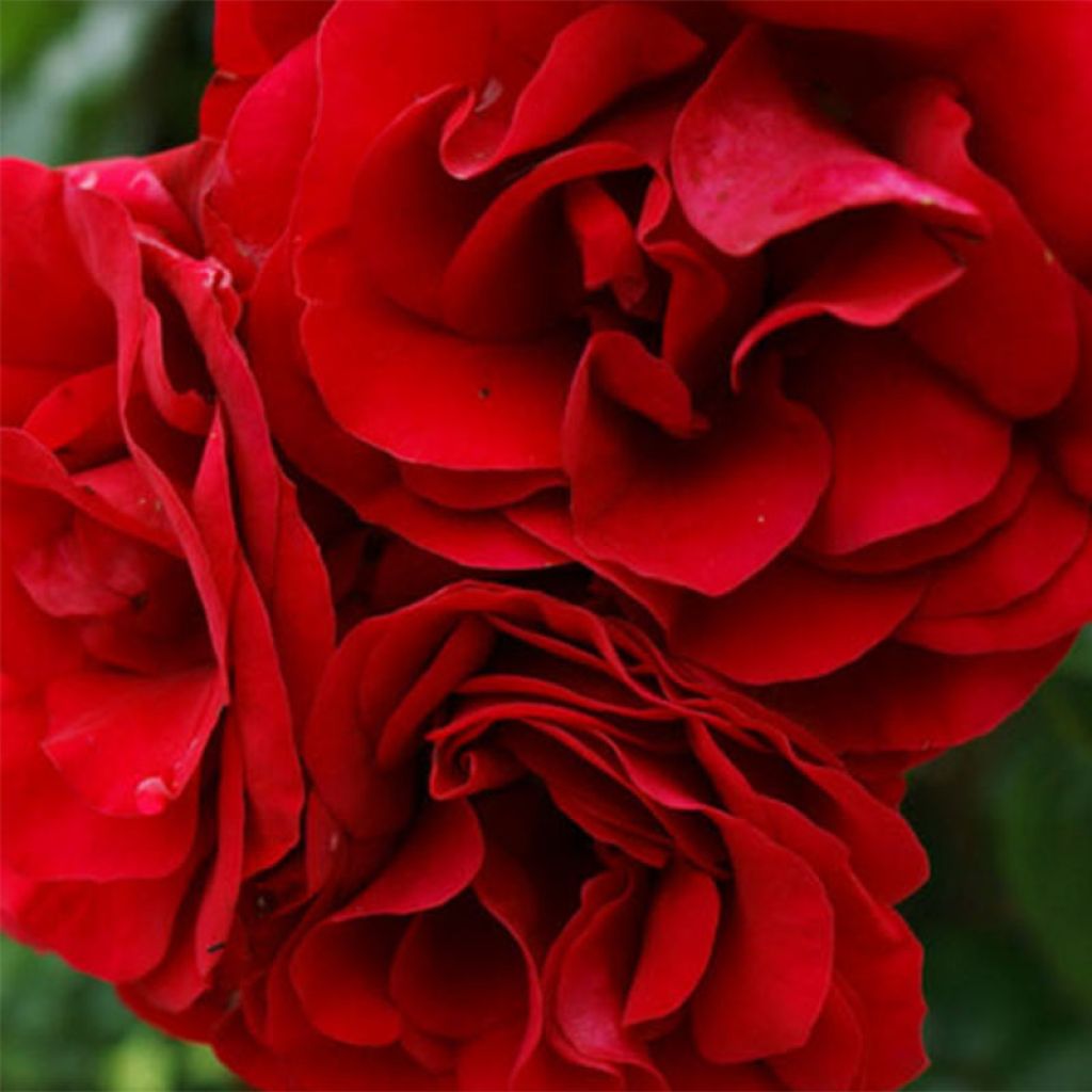 Rosa 'Amadeus' - Climbing Rose