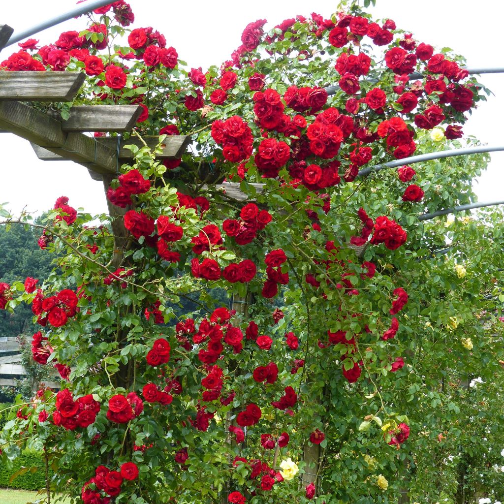 Rosa 'Amadeus' - Climbing Rose