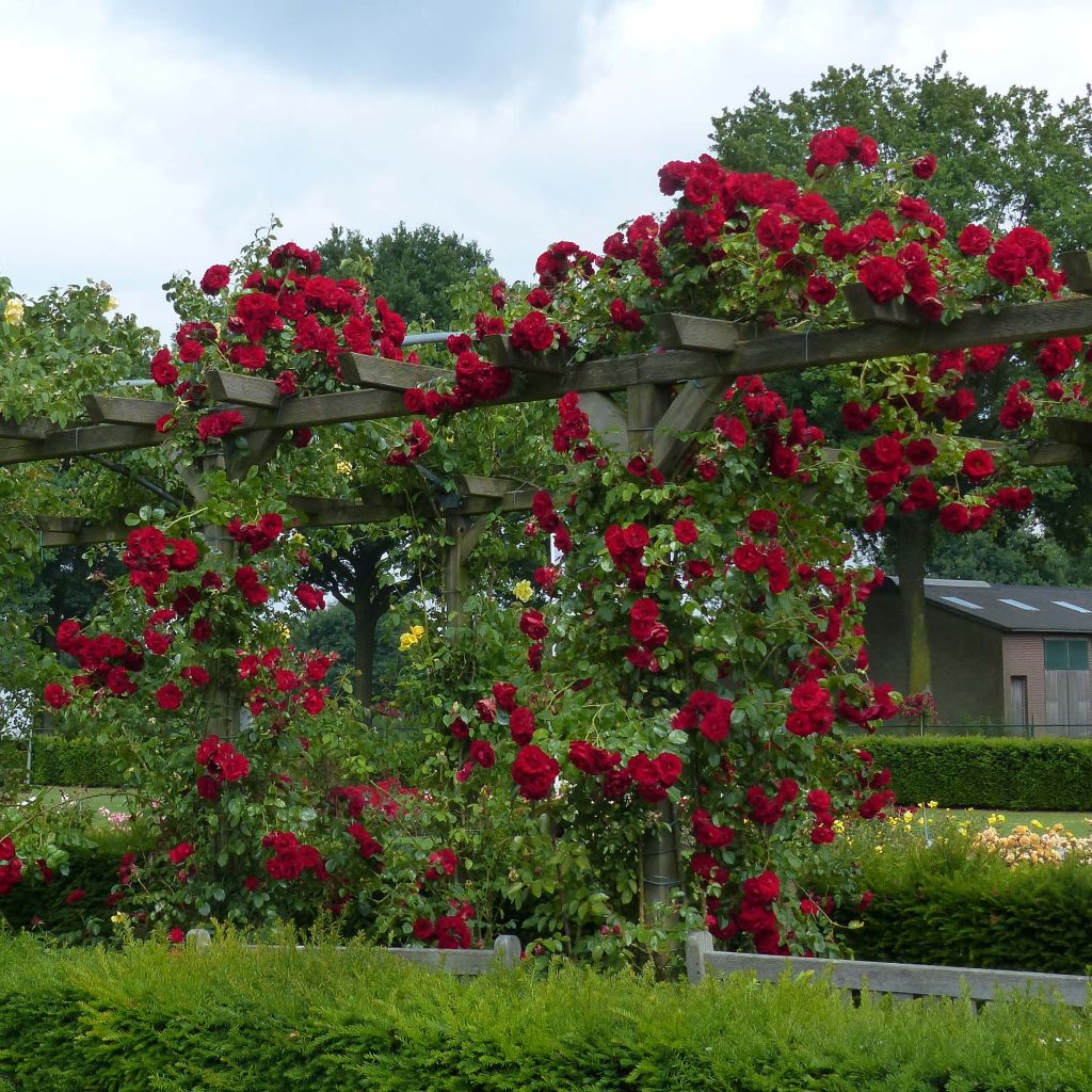 Rosa 'Amadeus' - Climbing Rose