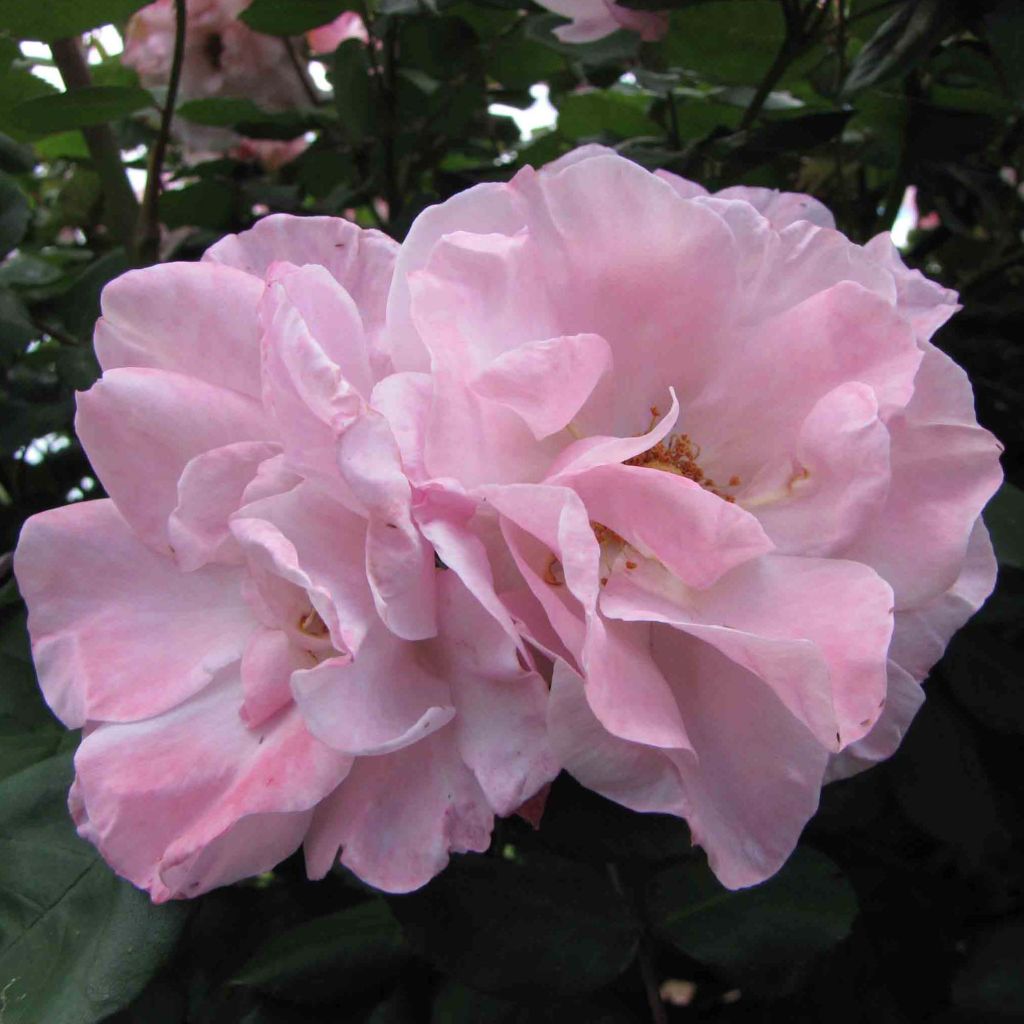 Rosa x floribunda Clair Matin  - Climbing Rose