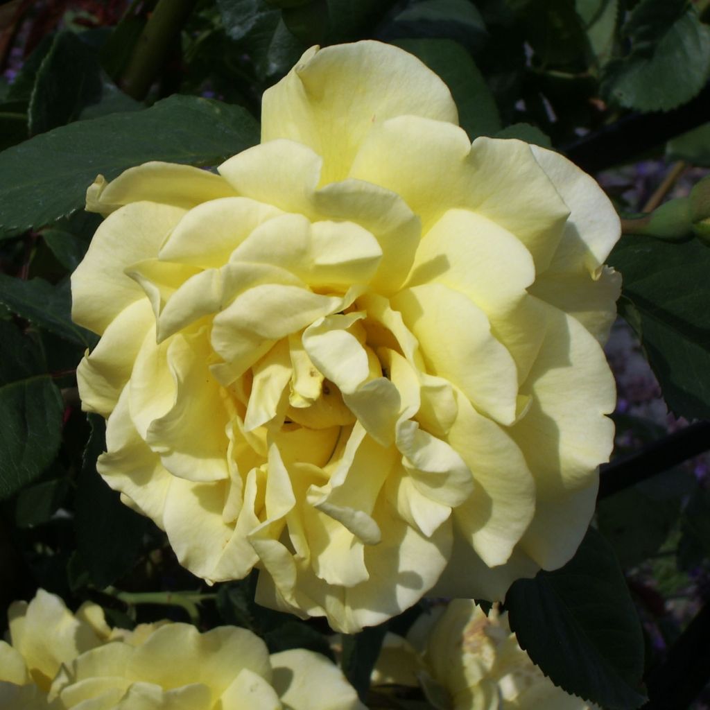 Rosa 'Golden Gate' - Klettermaxe Climbing Rose 