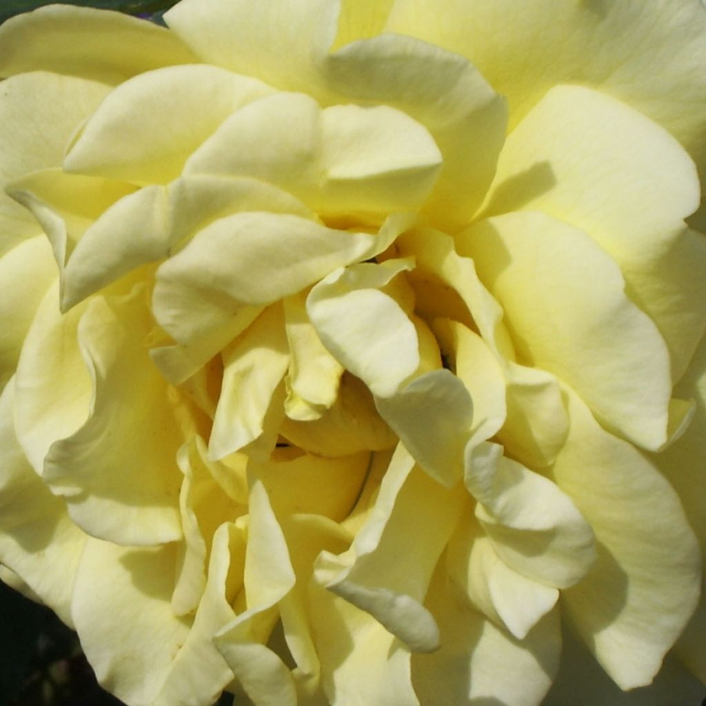Rosa 'Golden Gate' - Klettermaxe Climbing Rose 