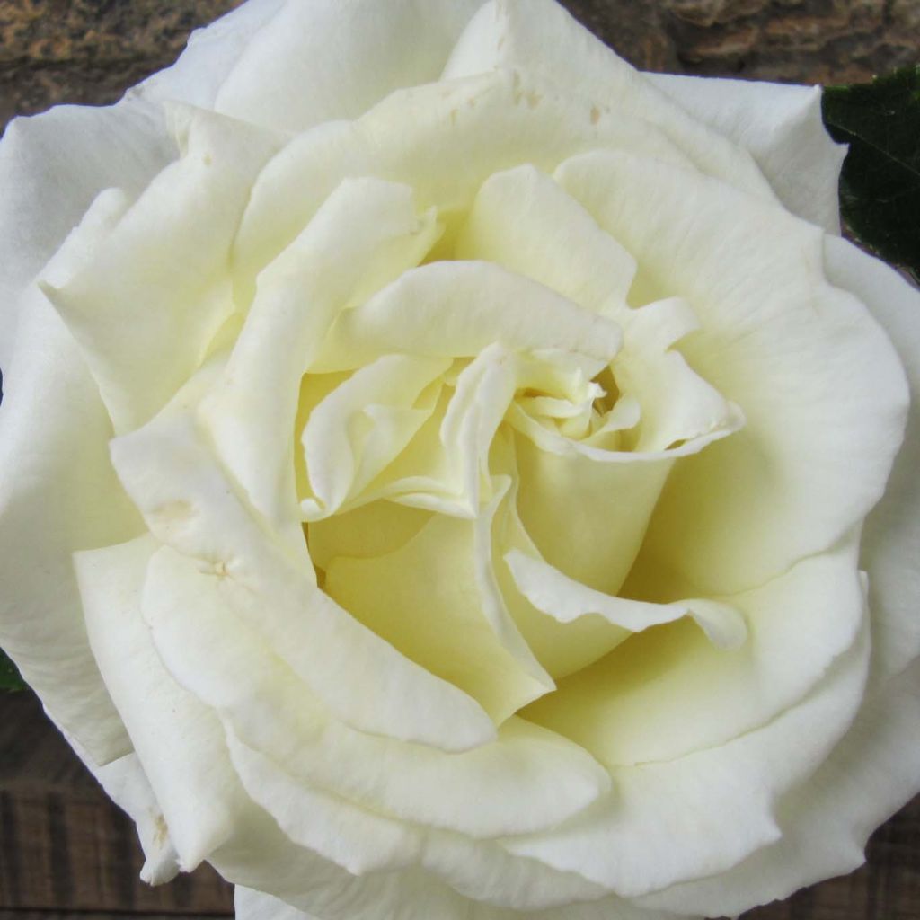 Rosa 'Paul's Lemon Pillar' - Climbing Tea Rose