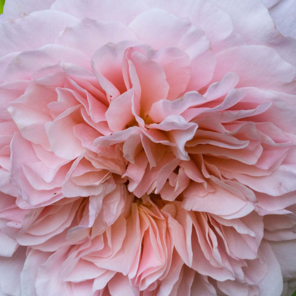 Rosa x floribunda 'Rose de Tolbiac' Klettermaxe Climbing Rose
