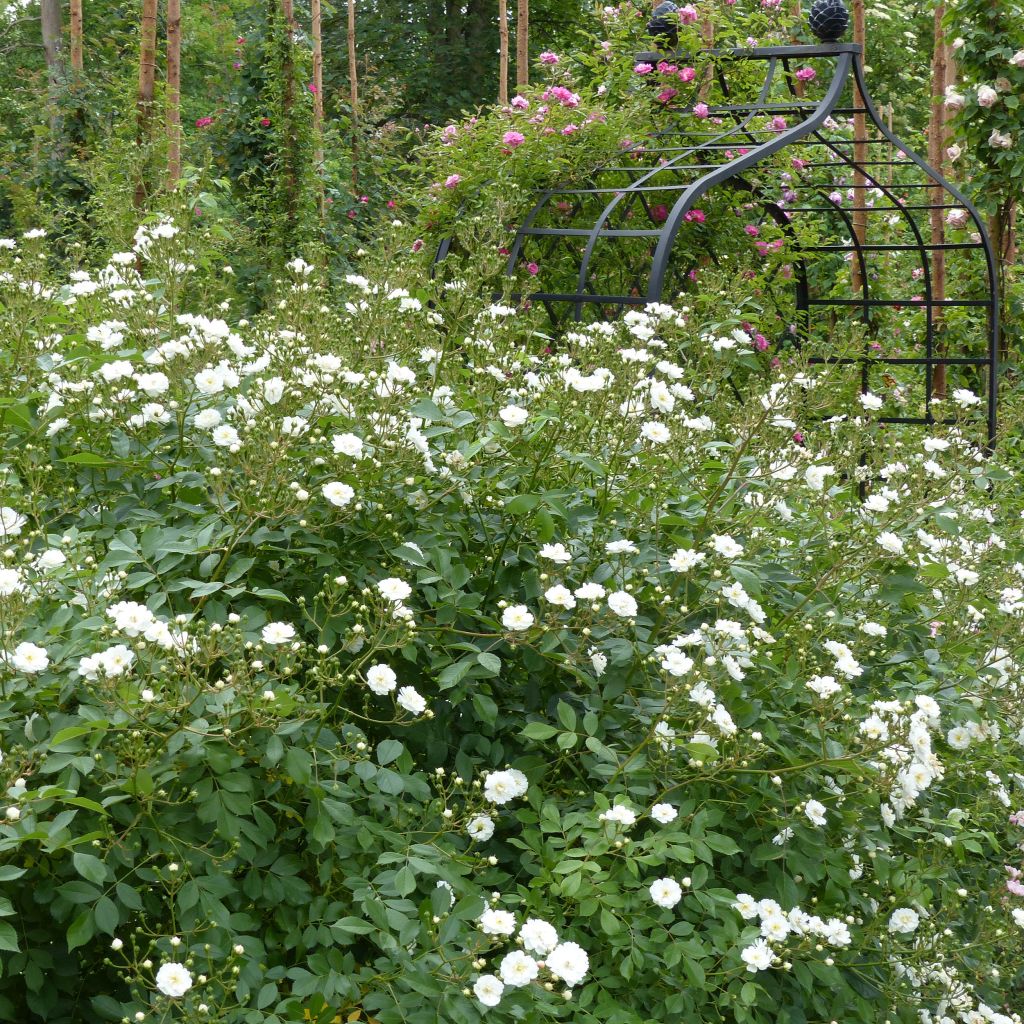 Rosa Guirlande d'Amour - Climbing Rose