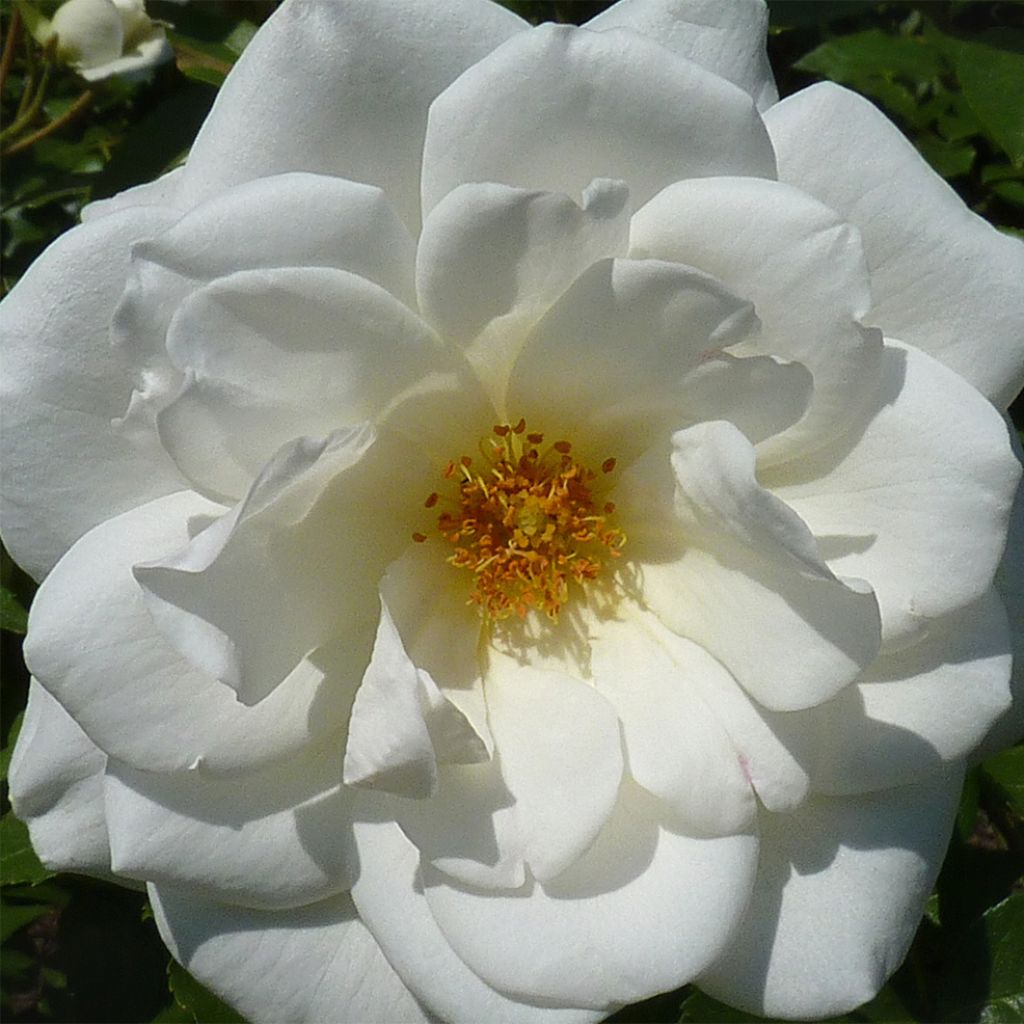 Rosa Guirlande d'Amour - Climbing Rose