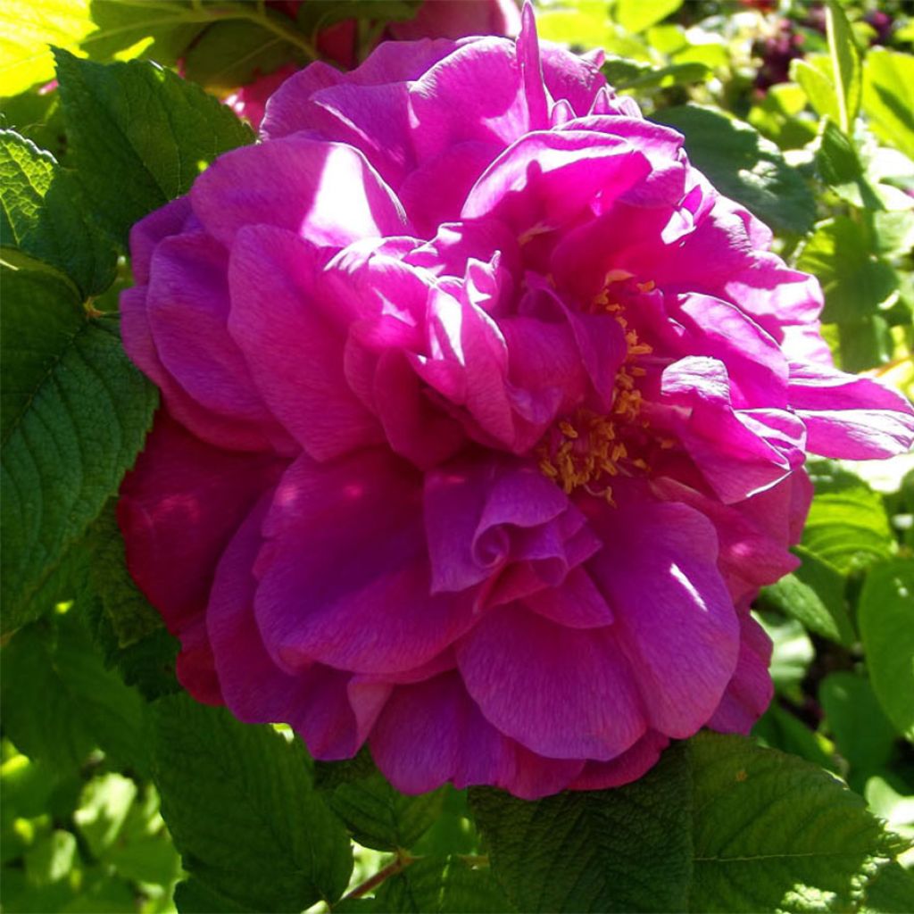 Rosa x rugosa 'Hansa' - Rugosa Rose