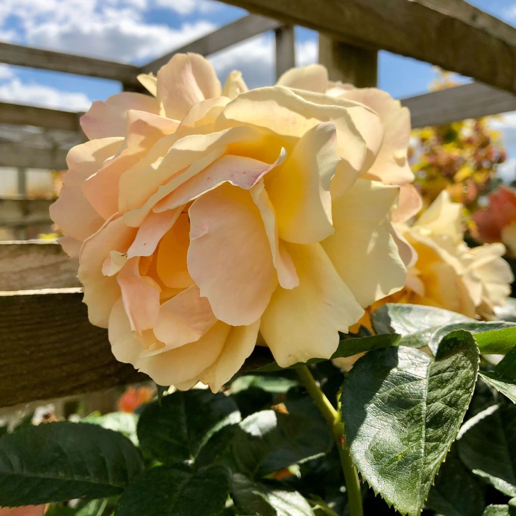 Rosa x floribunda Hansestadt Rostock - Floribunda Rose