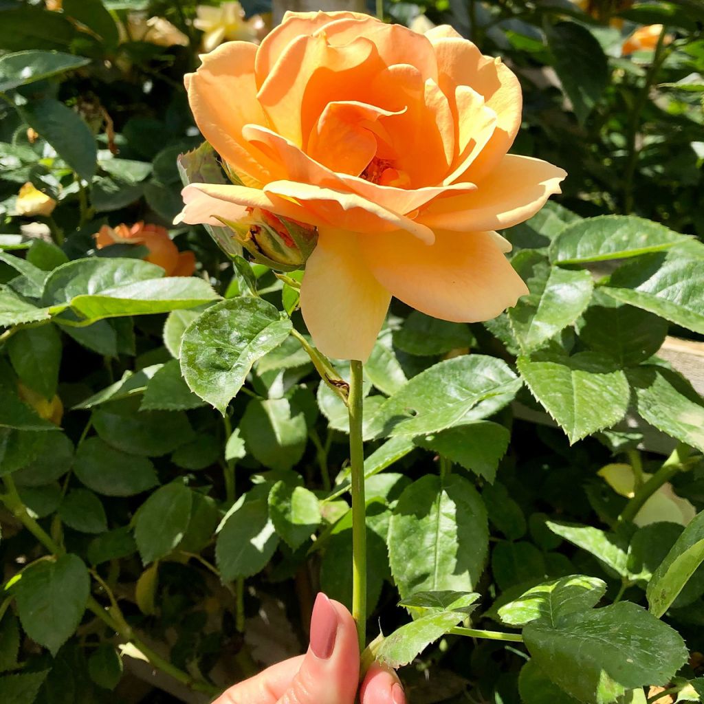 Rosa x floribunda Hansestadt Rostock - Floribunda Rose