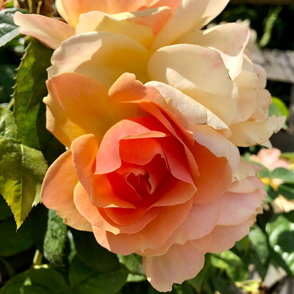 Rosa x floribunda Hansestadt Rostock - Floribunda Rose