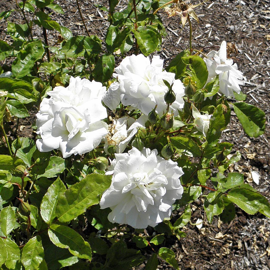 Rosa 'Irene of Denmark' - Polyantha Rose