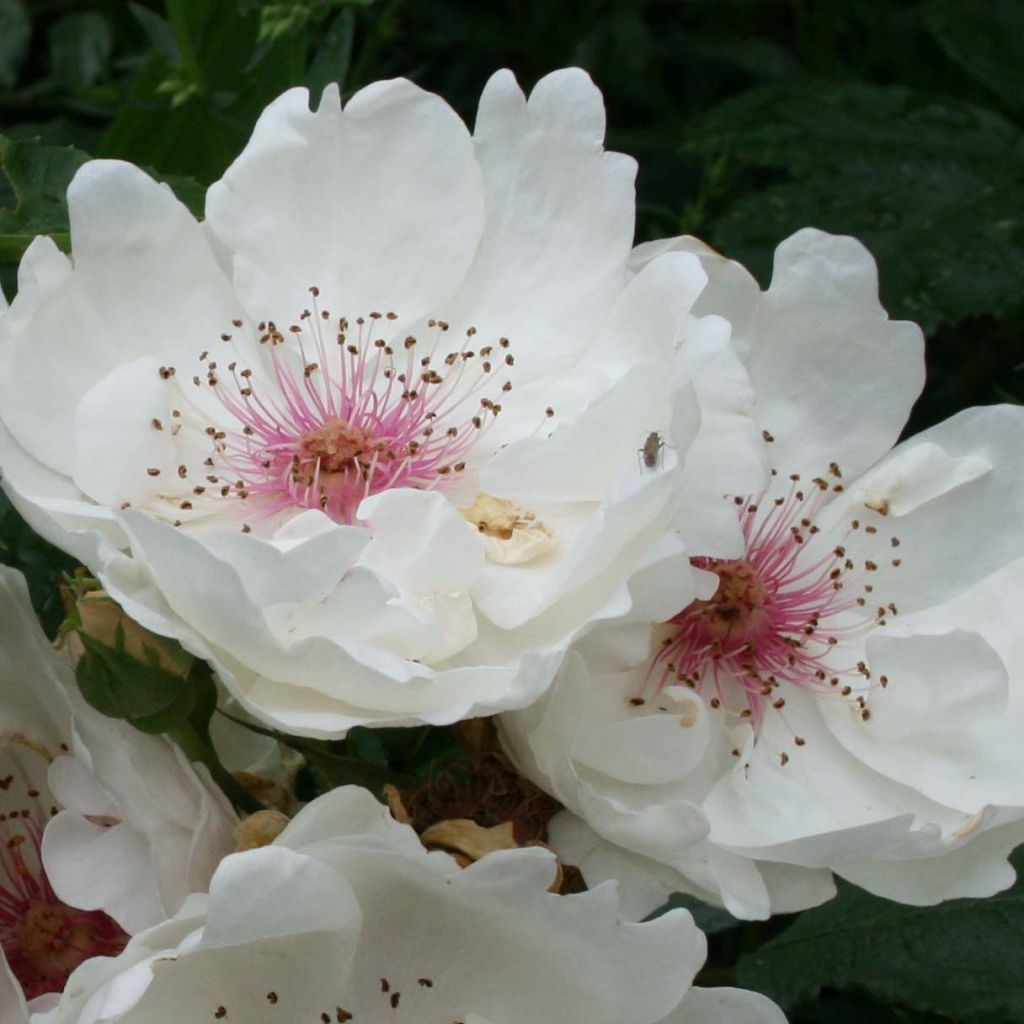 Rosa Jacqueline du Pré - Hybrid Tea