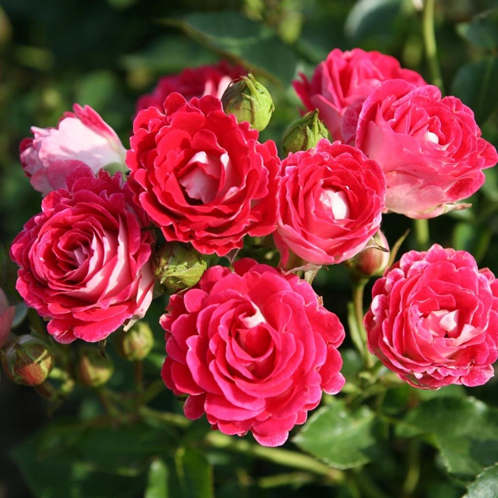 Rosa x polyantha 'Sans Contrainte' 'Anne Roumanoff' - Shrub Rose
