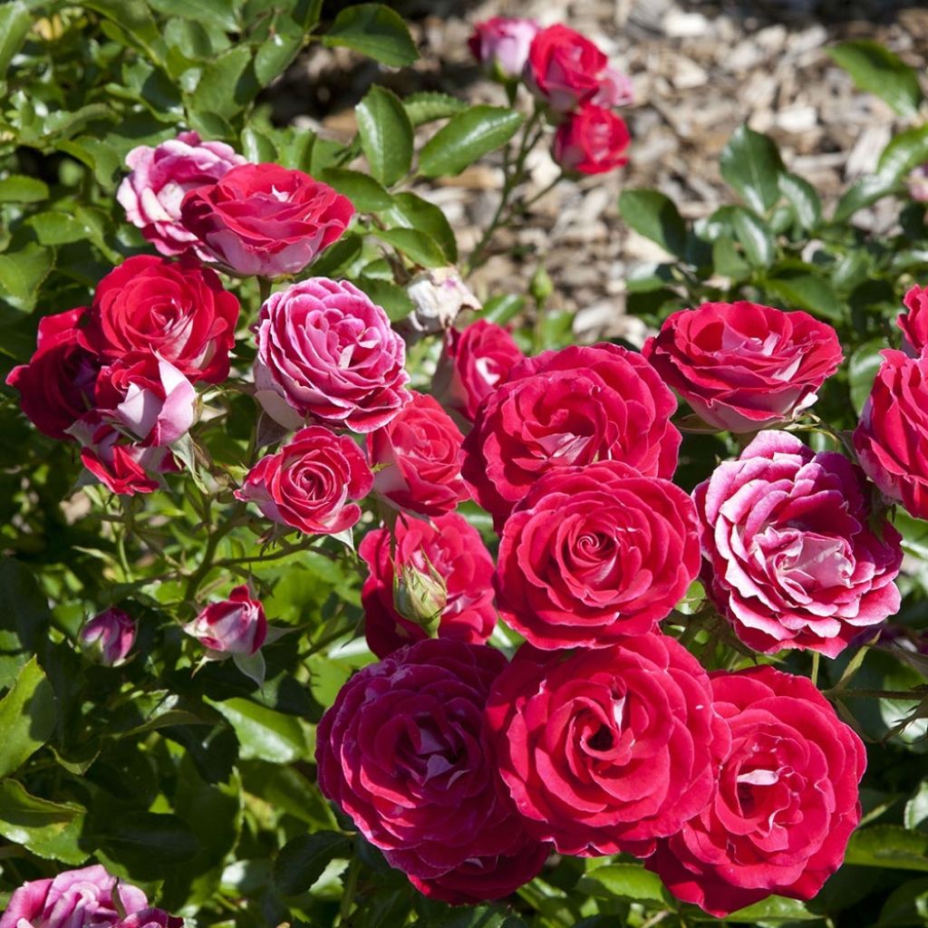 Rosa x polyantha 'Sans Contrainte' 'Anne Roumanoff' - Shrub Rose