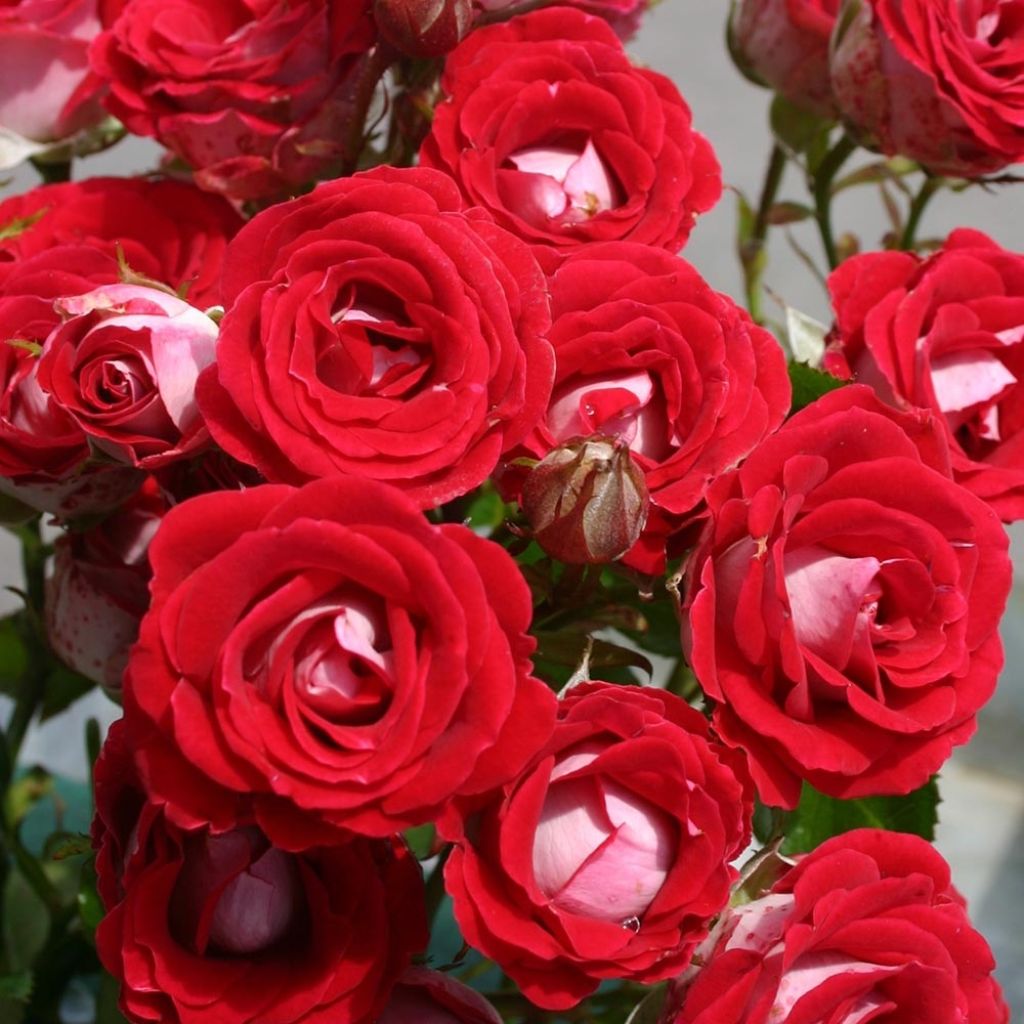 Rosa x polyantha 'Sans Contrainte' 'Anne Roumanoff' - Shrub Rose