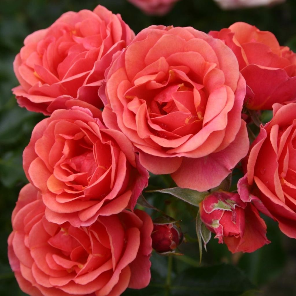Rosa x polyantha - Lilliputs 'Mandarin' - Miniature Rose