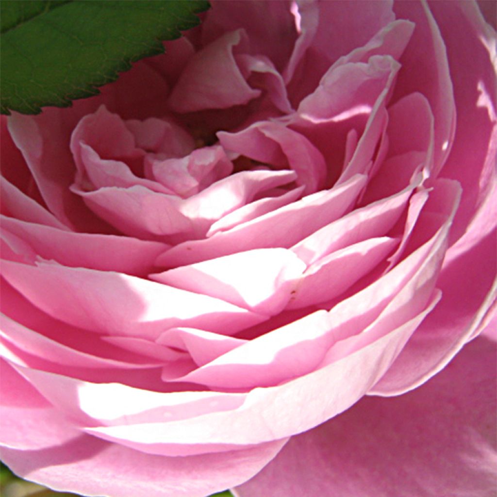 Rosa Reine Victoria - Bourbon Rose