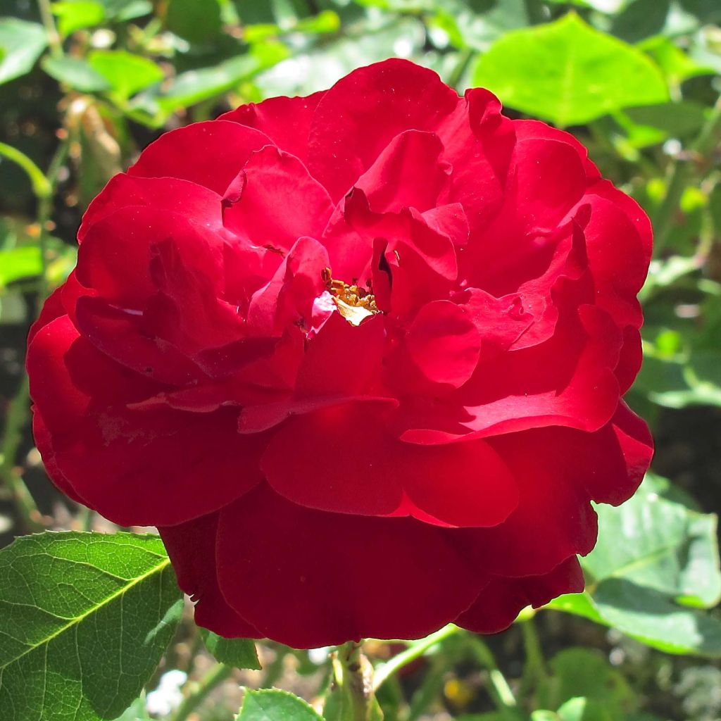 Rosa x floribunda Lili Marleen