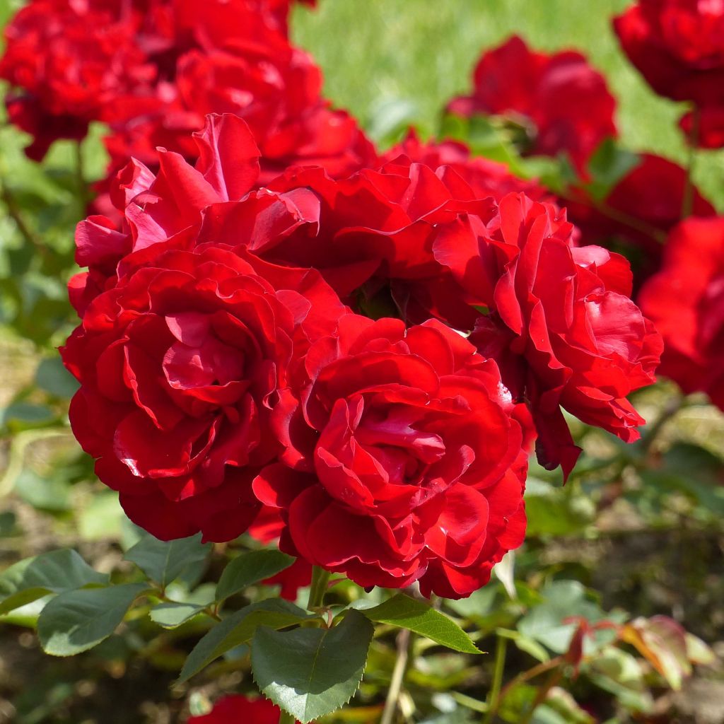 Rosa x floribunda Lili Marleen