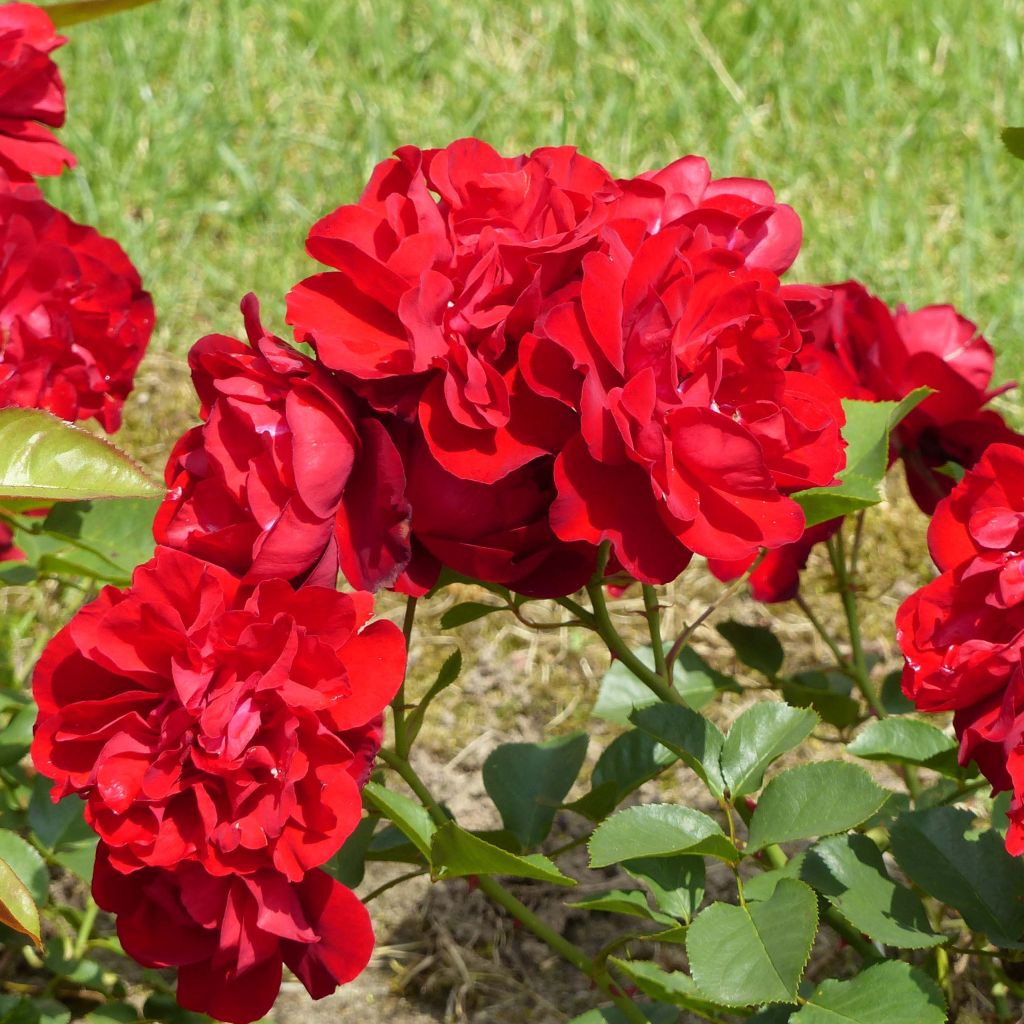 Rosa x floribunda Lili Marleen