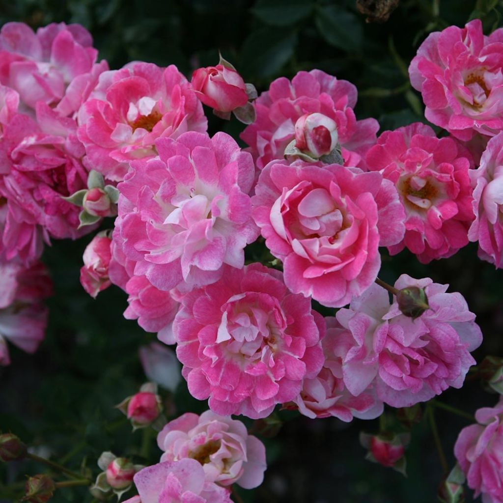 Rosa Lilliputs - Flirt 2011 - Miniature Rose