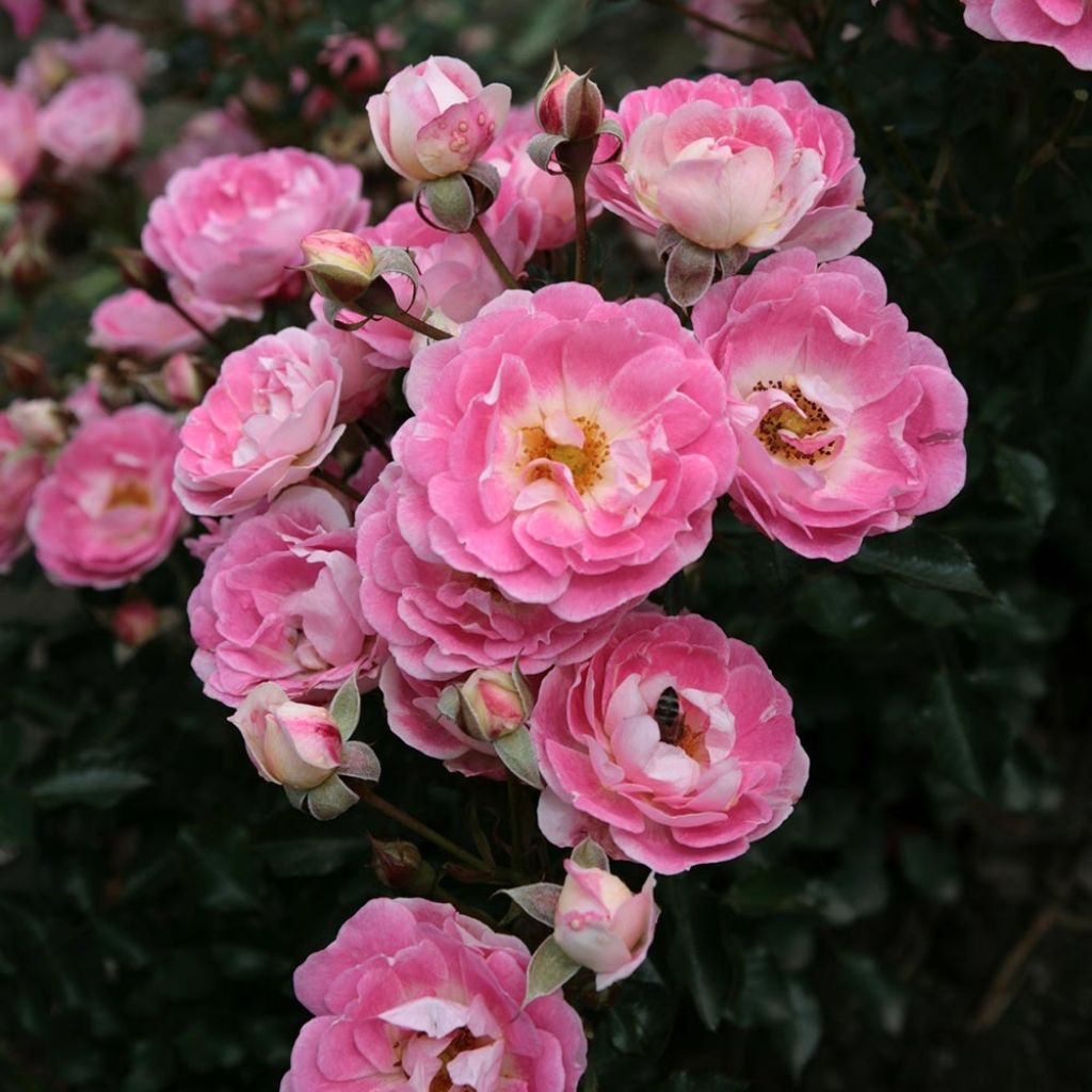 Rosa Lilliputs - Flirt 2011 - Miniature Rose