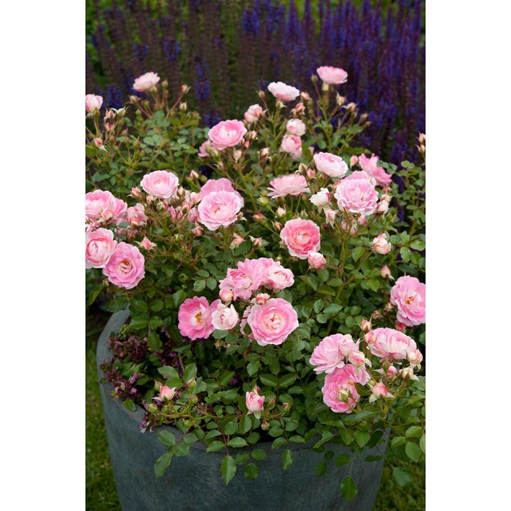 Rosa Lilliputs - Flirt 2011 - Miniature Rose