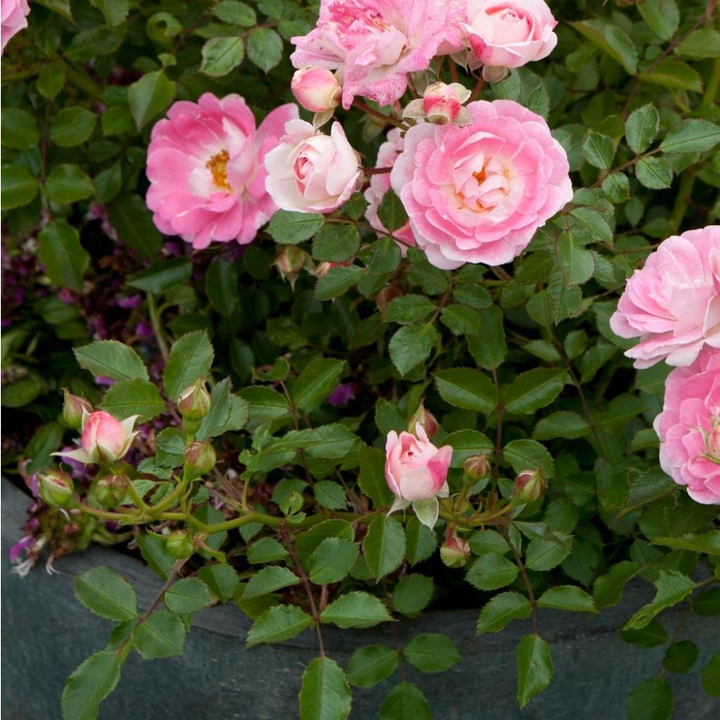 Rosa Lilliputs - Flirt 2011 - Miniature Rose