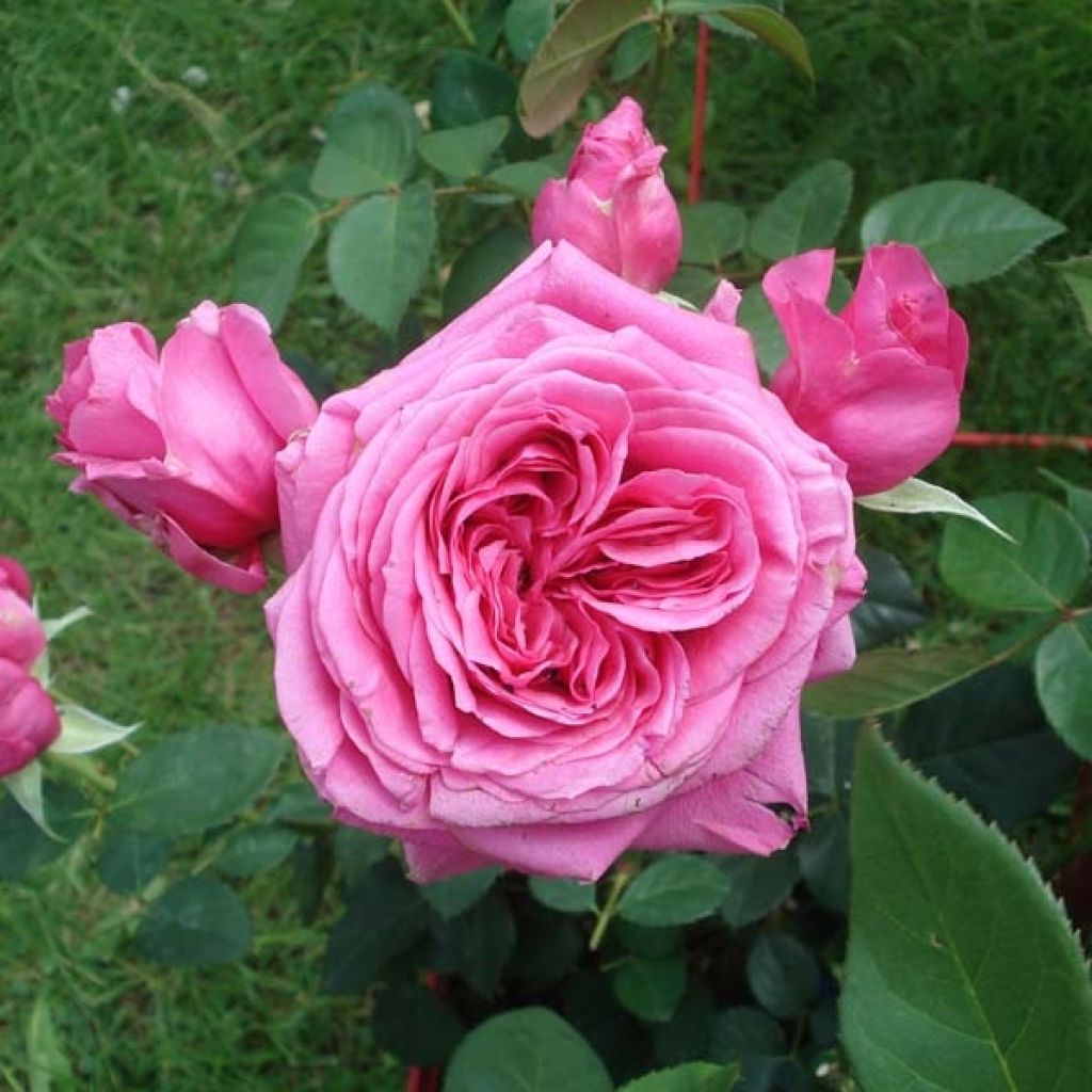 Rosa Generosa - 'Maison Française' - Shrub Rose