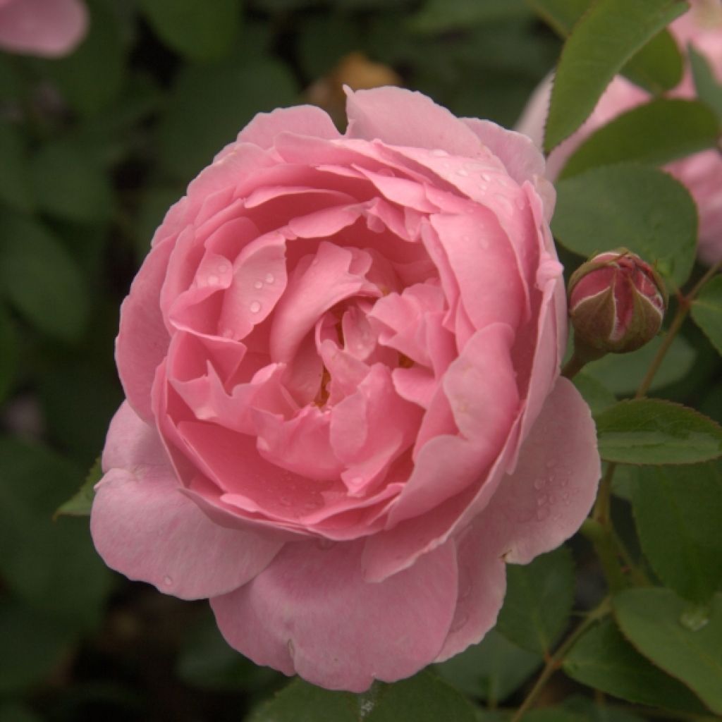 Rosa Mary Rose - English Shrub Rose