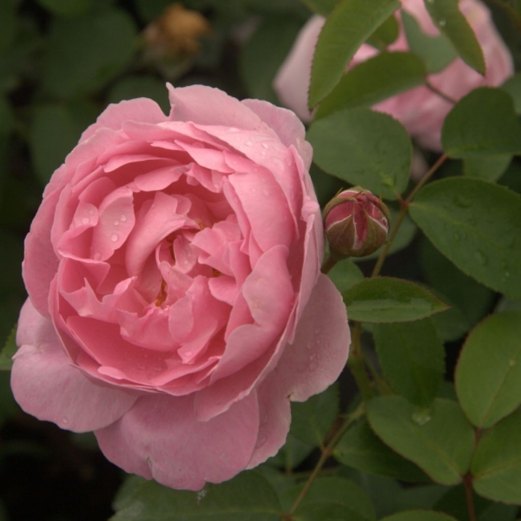 Rosa Mary Rose - English Shrub Rose