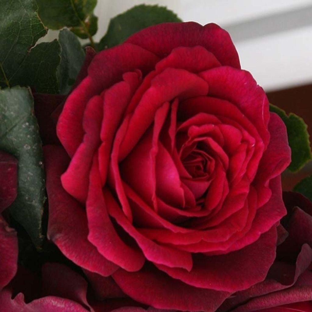 Rosa x Thé PARFUMA 'Comtesse Diana' - Hybrid Tea Rose