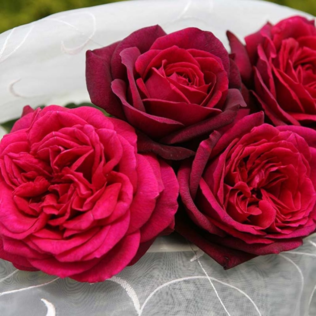 Rosa x Thé PARFUMA 'Comtesse Diana' - Hybrid Tea Rose