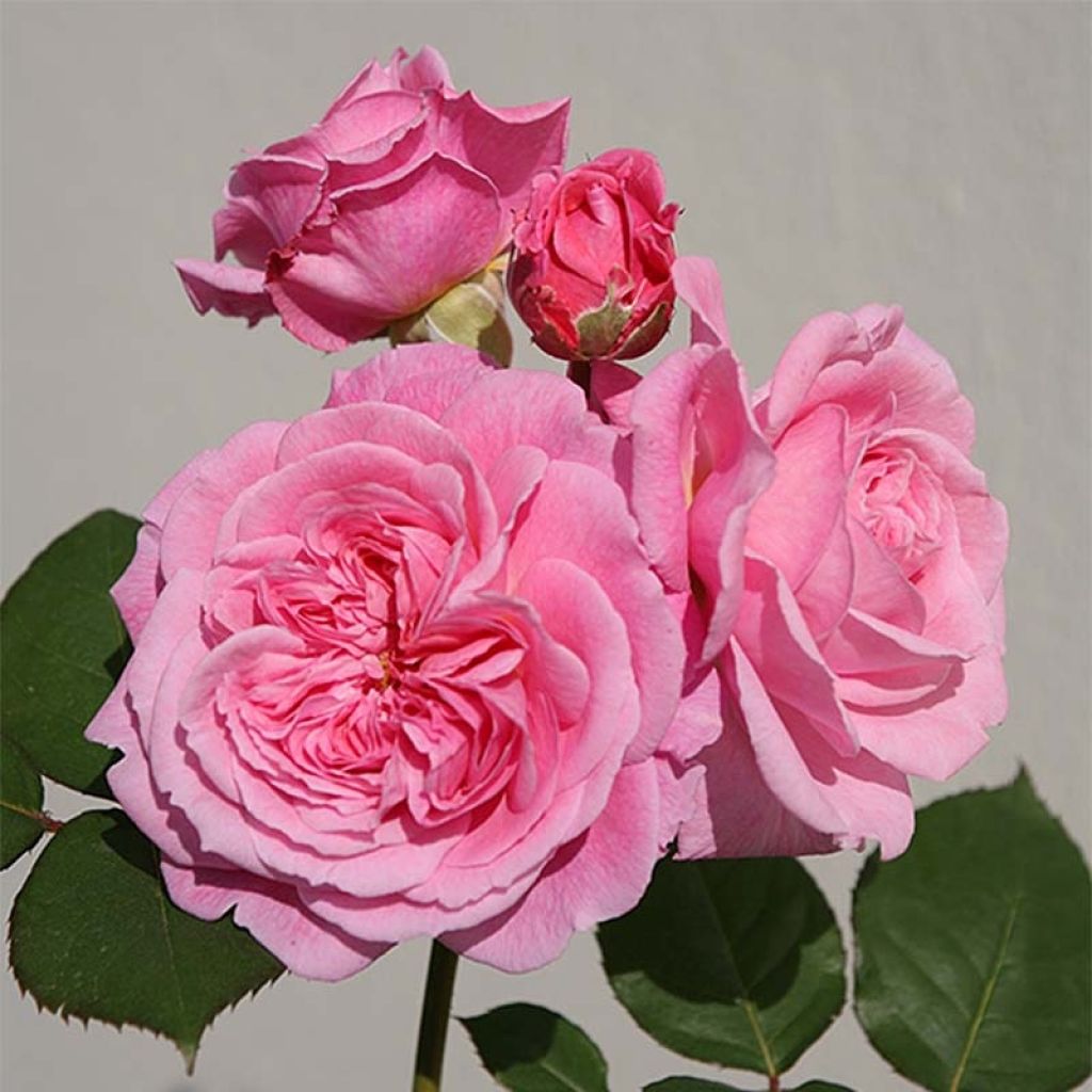 Rosa Parfuma 'Comtesse Marie Henriette' - Shrub Rose
