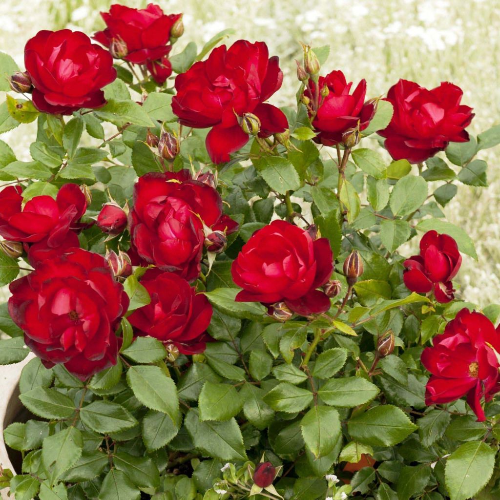 Rosa x floribunda - 'Milano'- Patio Rose