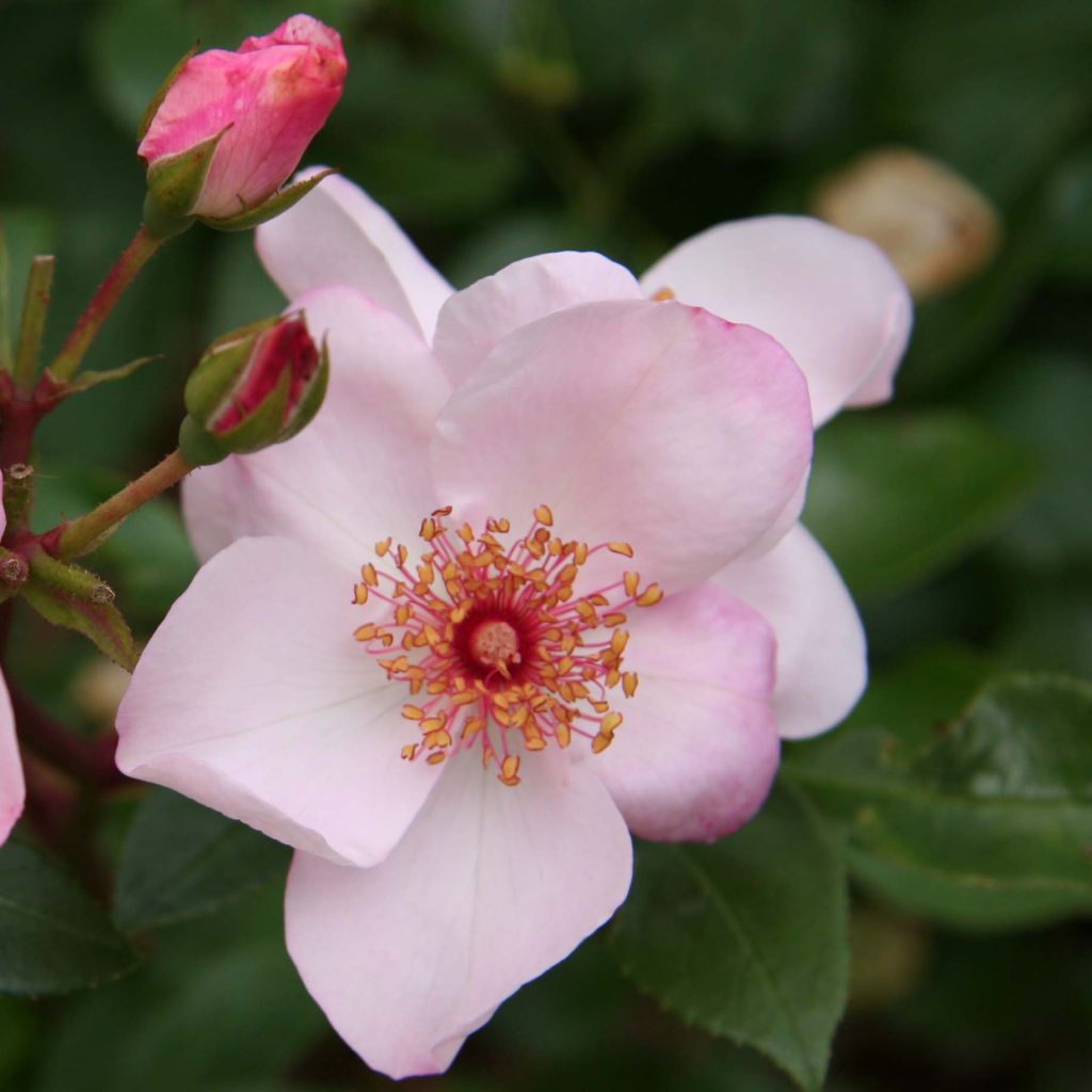 Rosa x floribunda Astronomia - Floribunda Rose