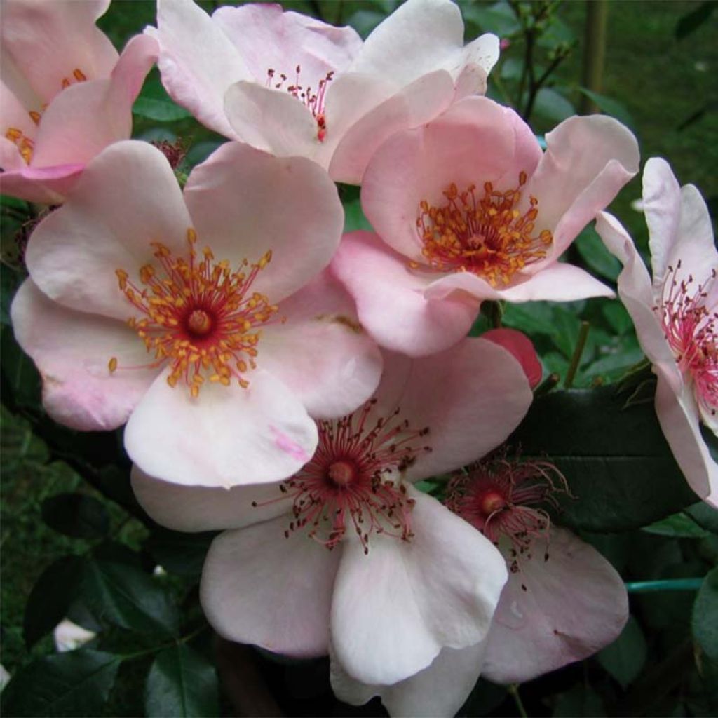 Rosa x floribunda Astronomia - Floribunda Rose