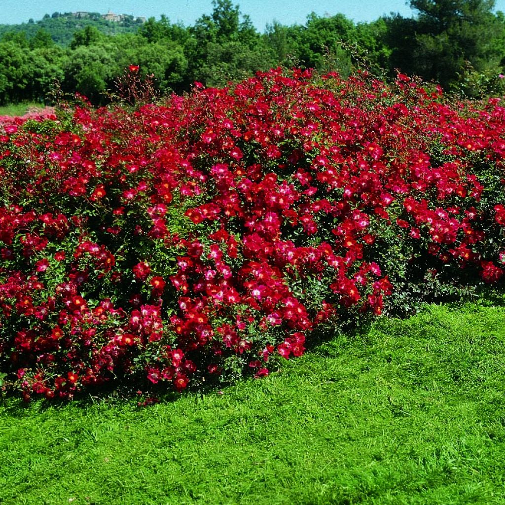 Rosa 'Rouge Meillandécor' - Shrub Rose