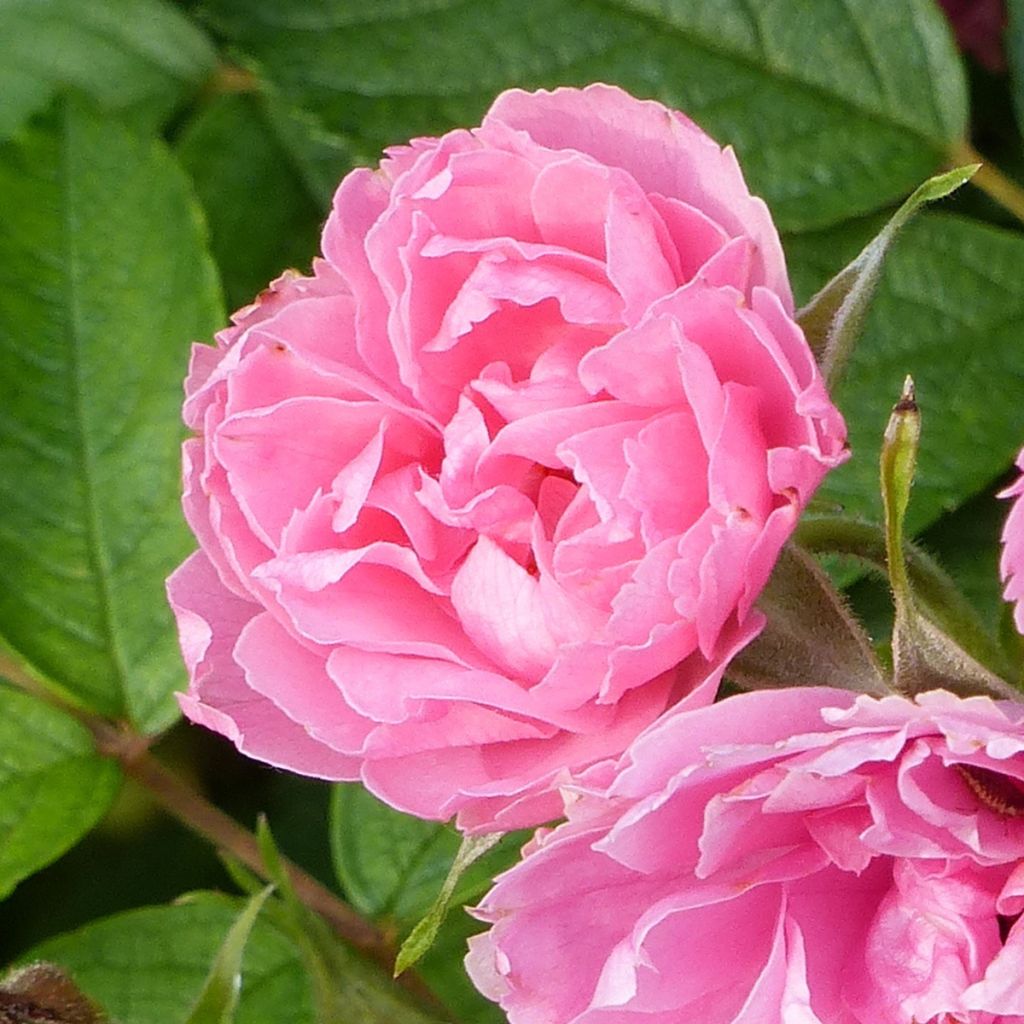 Rosa rugosa Pink Grootendorst