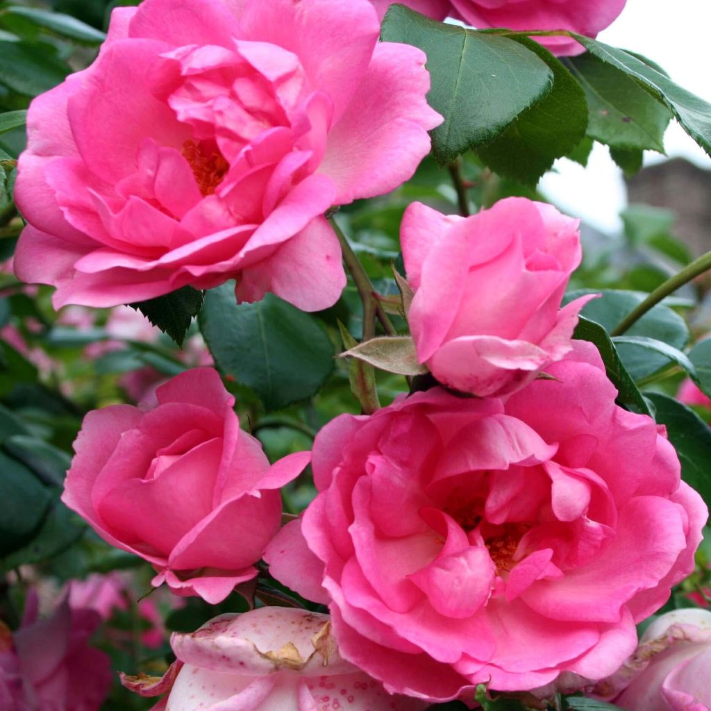 Rosa x polyantha Centenaire de Lourdes