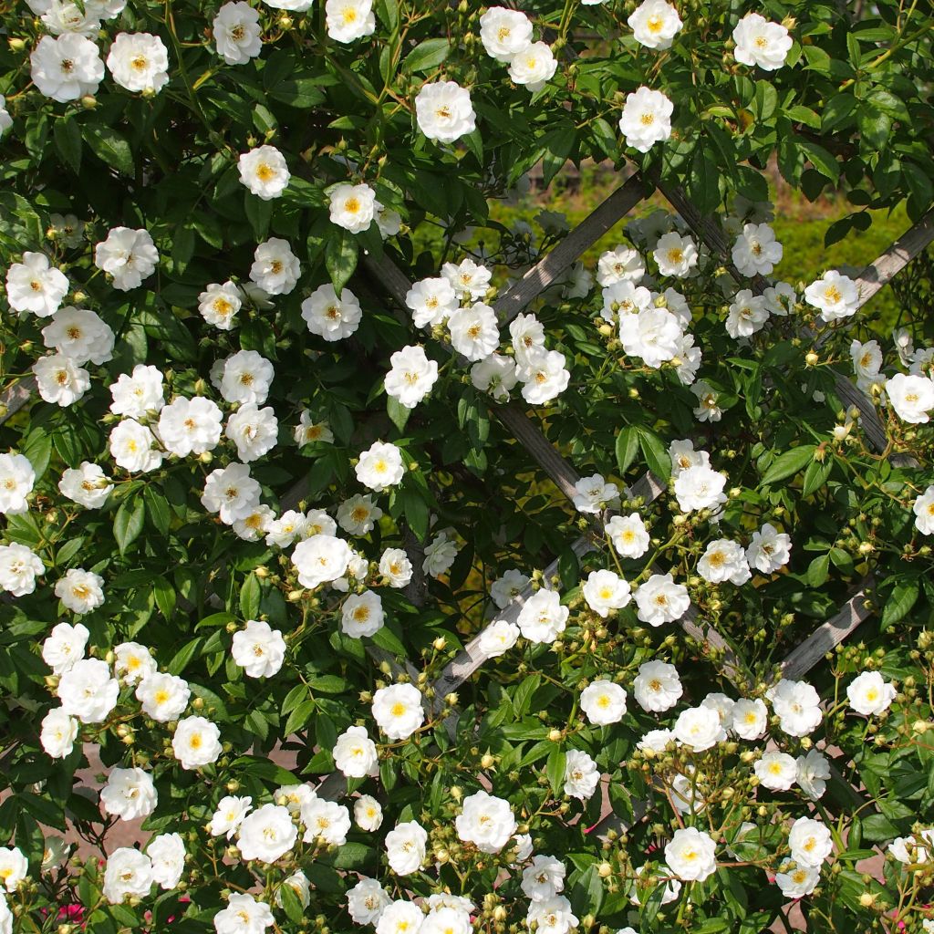 Rosa x multiflora 'Rambling Rector' - Rambling Rose