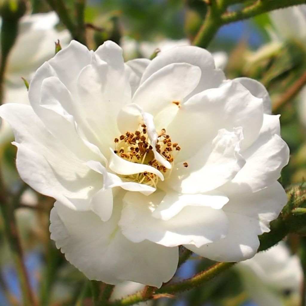 Rosa x multiflora 'Rambling Rector' - Rambling Rose